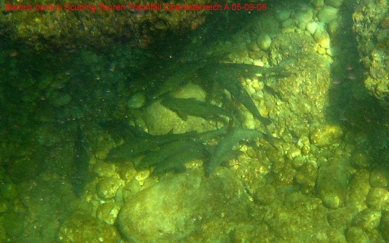 Immersione in fiume austriaco